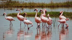 Flamands roses